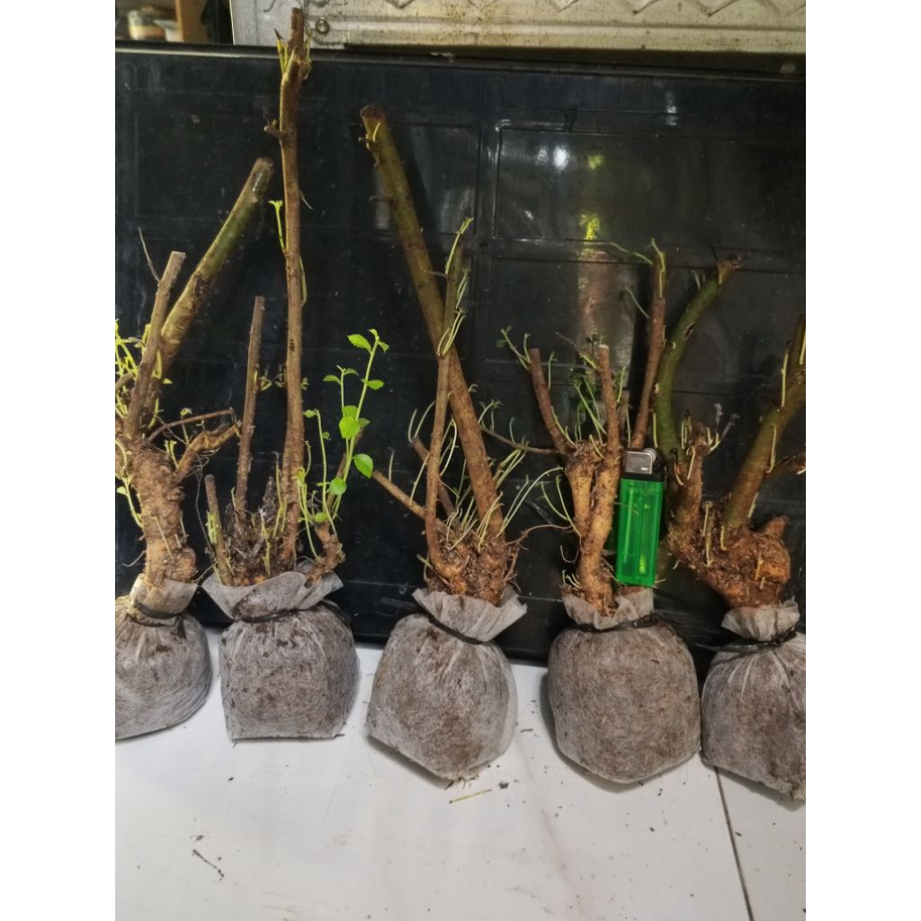 dongkelan bonsai serut mame-smal karakter tua sudah pecah tunas