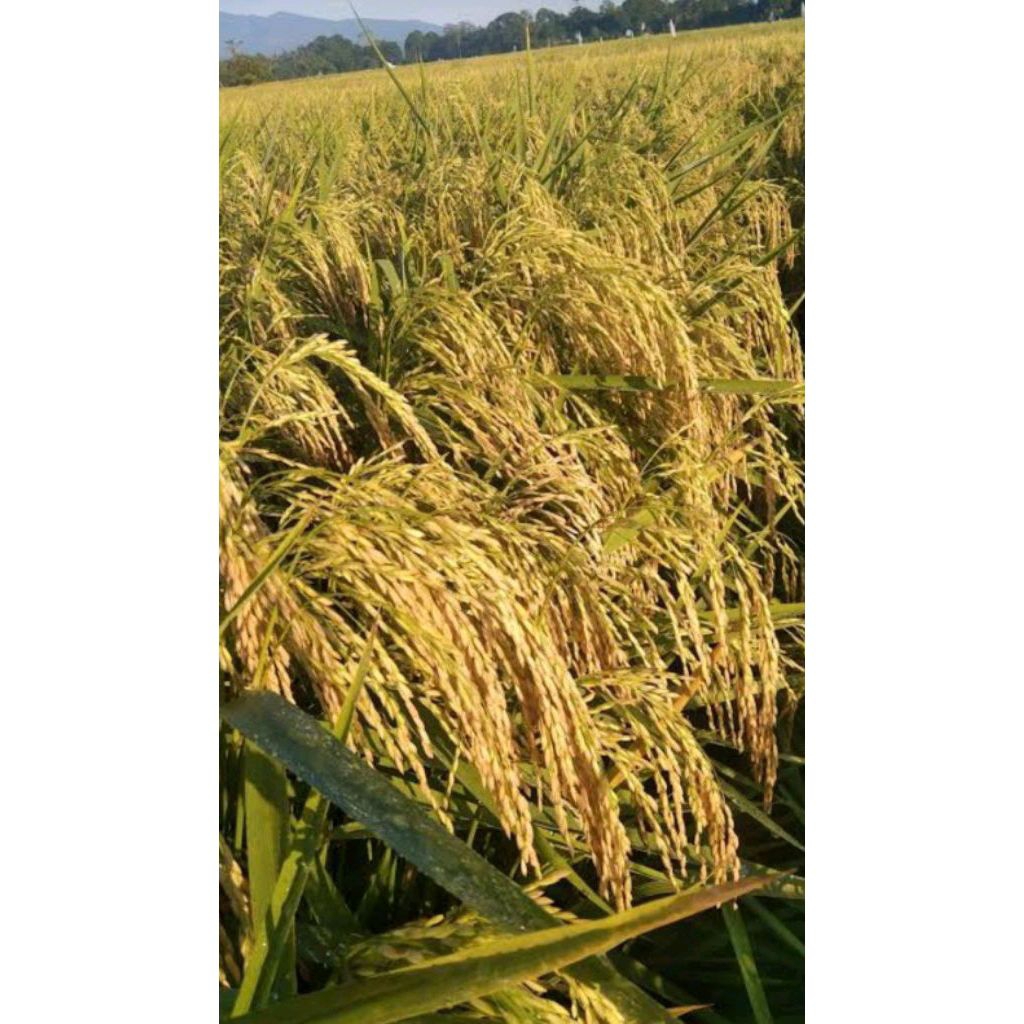 Benih padi bibit padi INBRIDA C2 original kemasan 5 kg