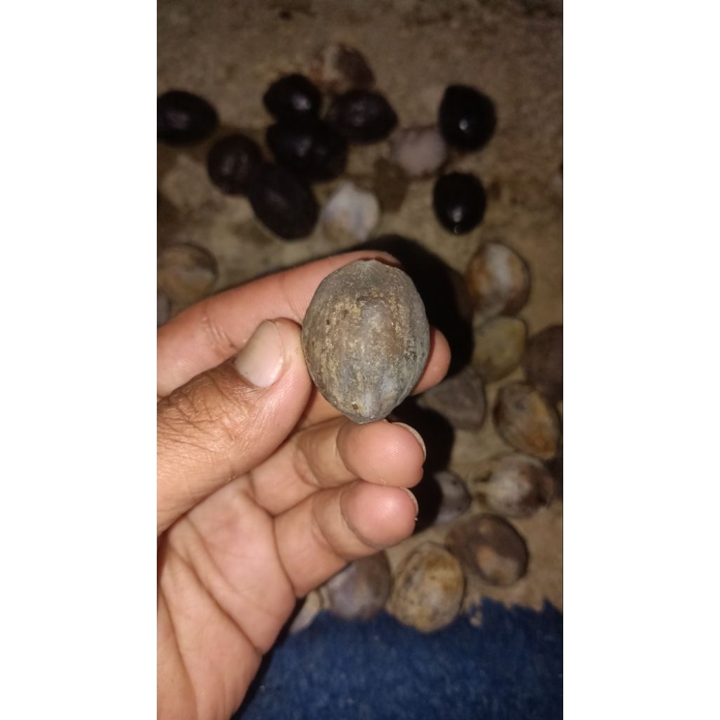 Muncang Nyonyo/Jawa Ori murah