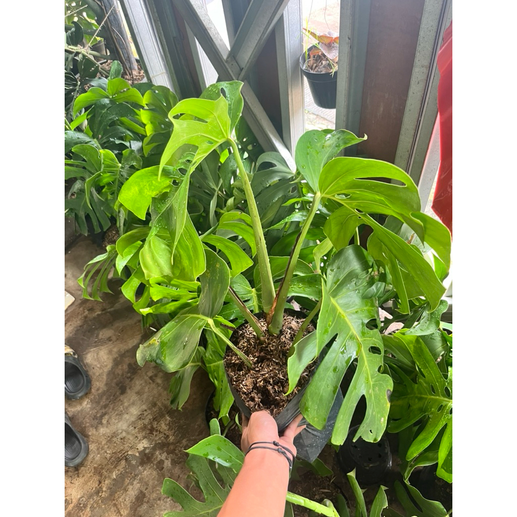 tanaman hias monstera king - monstera king