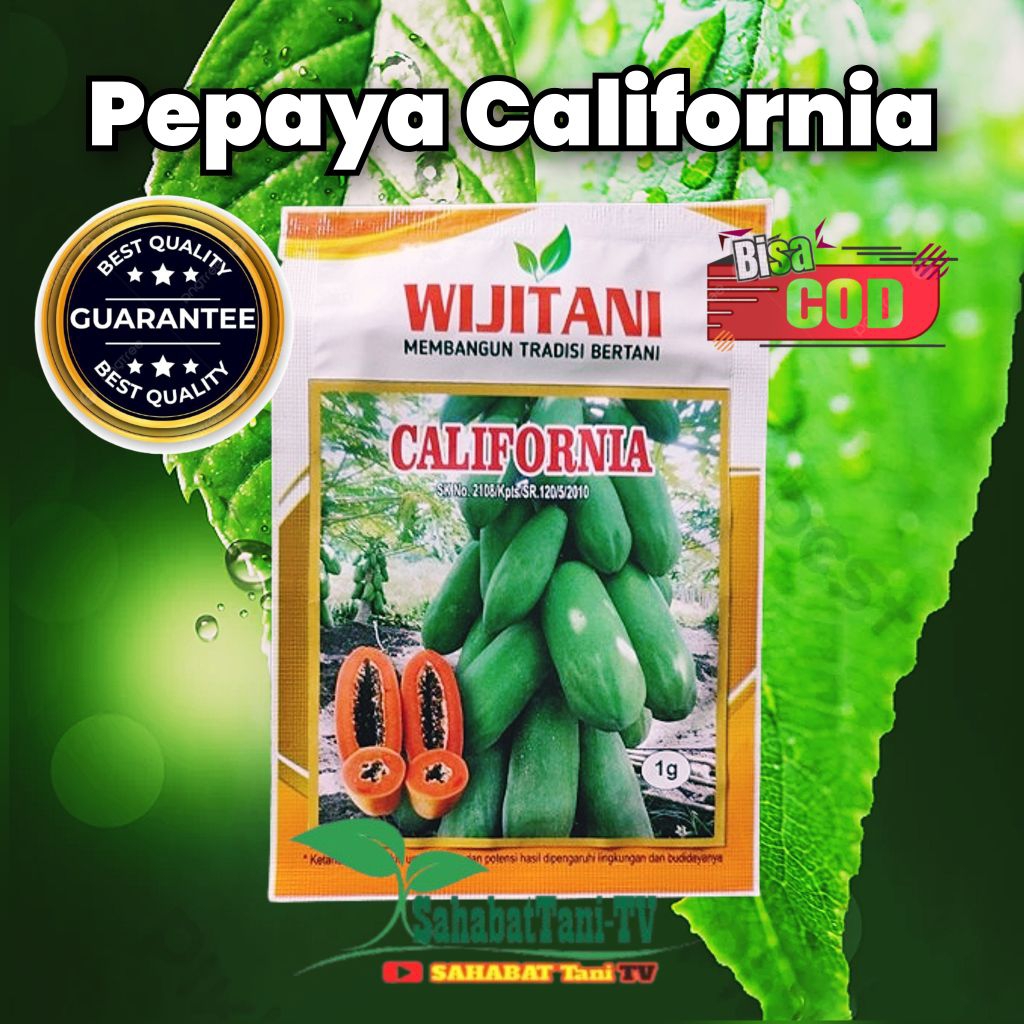 WIJITANI Pepaya California 1 gr, Pepaya California keunggulan tersendiri yaitu buahnya tidak terlalu