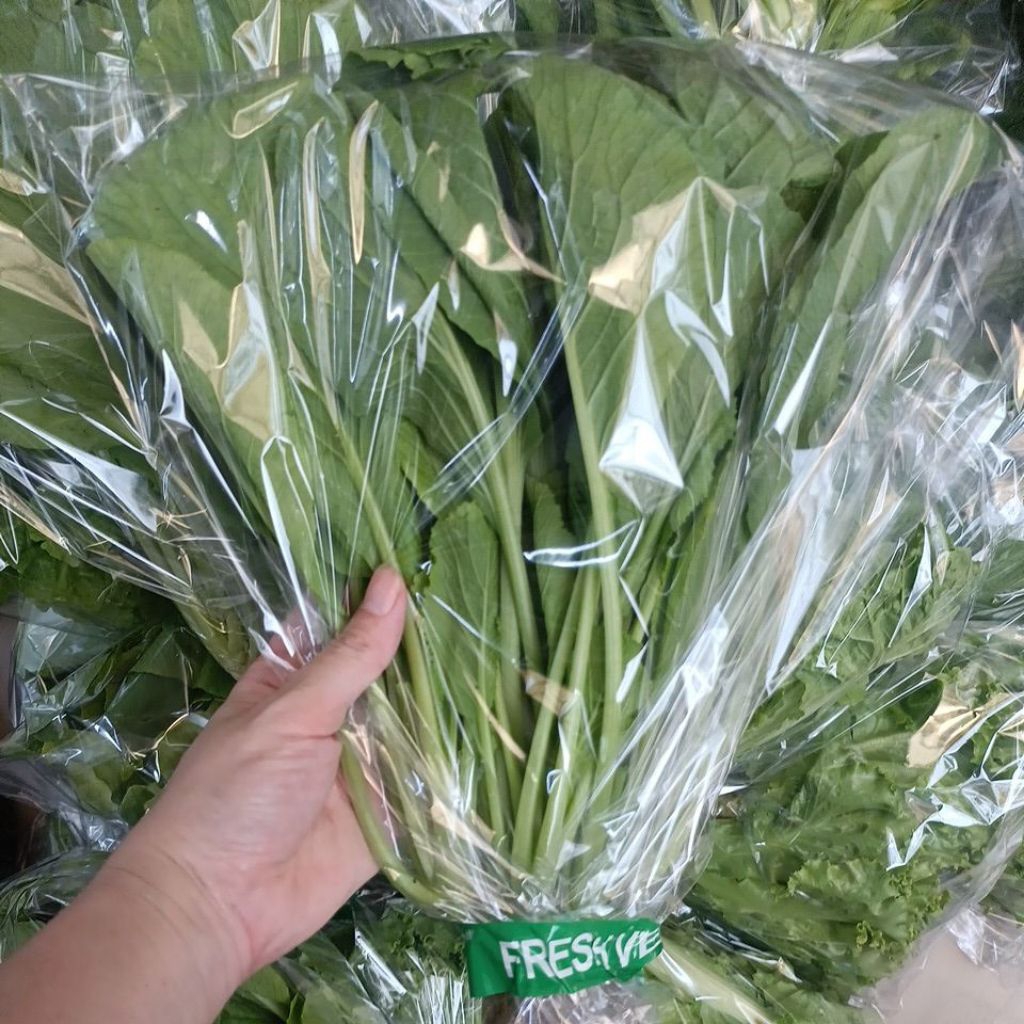 Sawi Manis Fresh Hidroponik