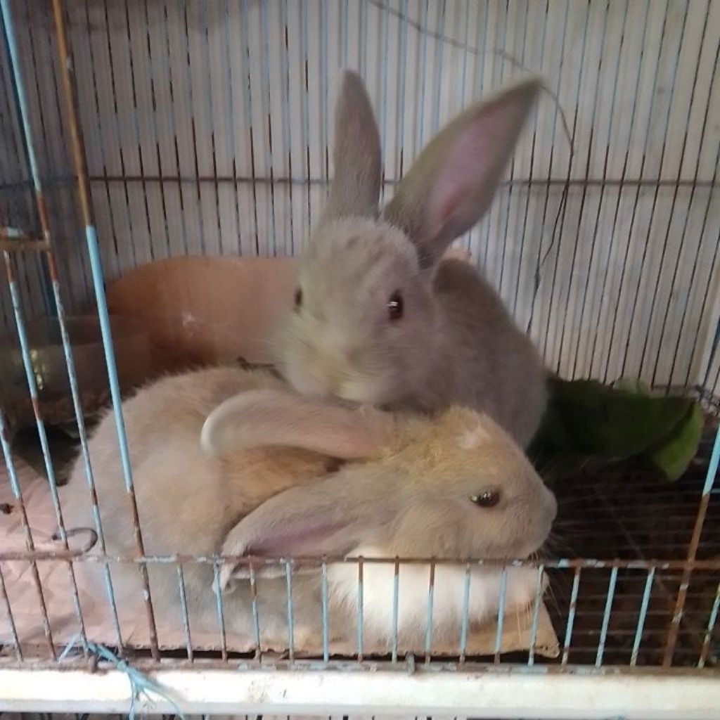 kelinci lokal umur 2bln-+ (kirim instan khusus area bandung dan sekitar nya)