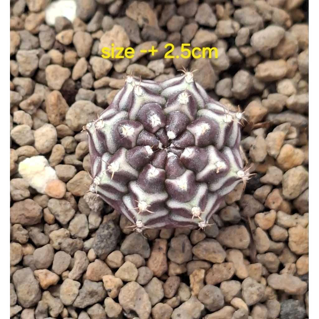 KAKTUS GYMNO DAYDREAM HYBRID NEW