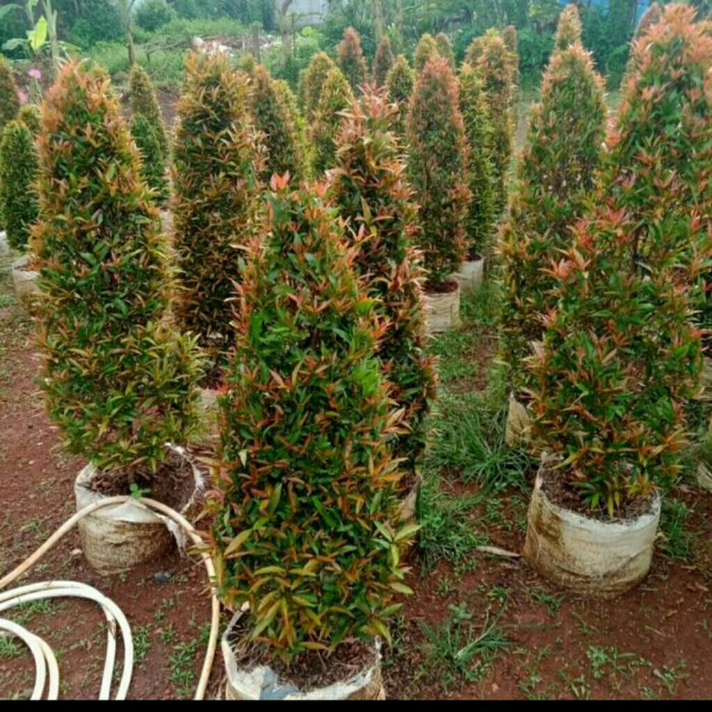 POHON PUCUK MERAH#TANAMAN PUCUK MERAH#TINGGI 1METER SAMPE 3 METER