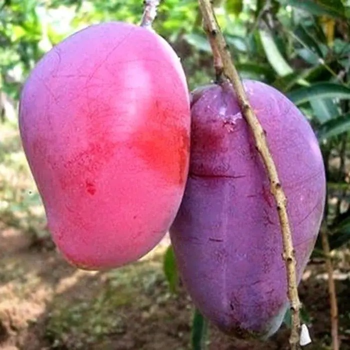 Bibit Tanaman Buah Mangga Irwin Unggul Super Jumbo