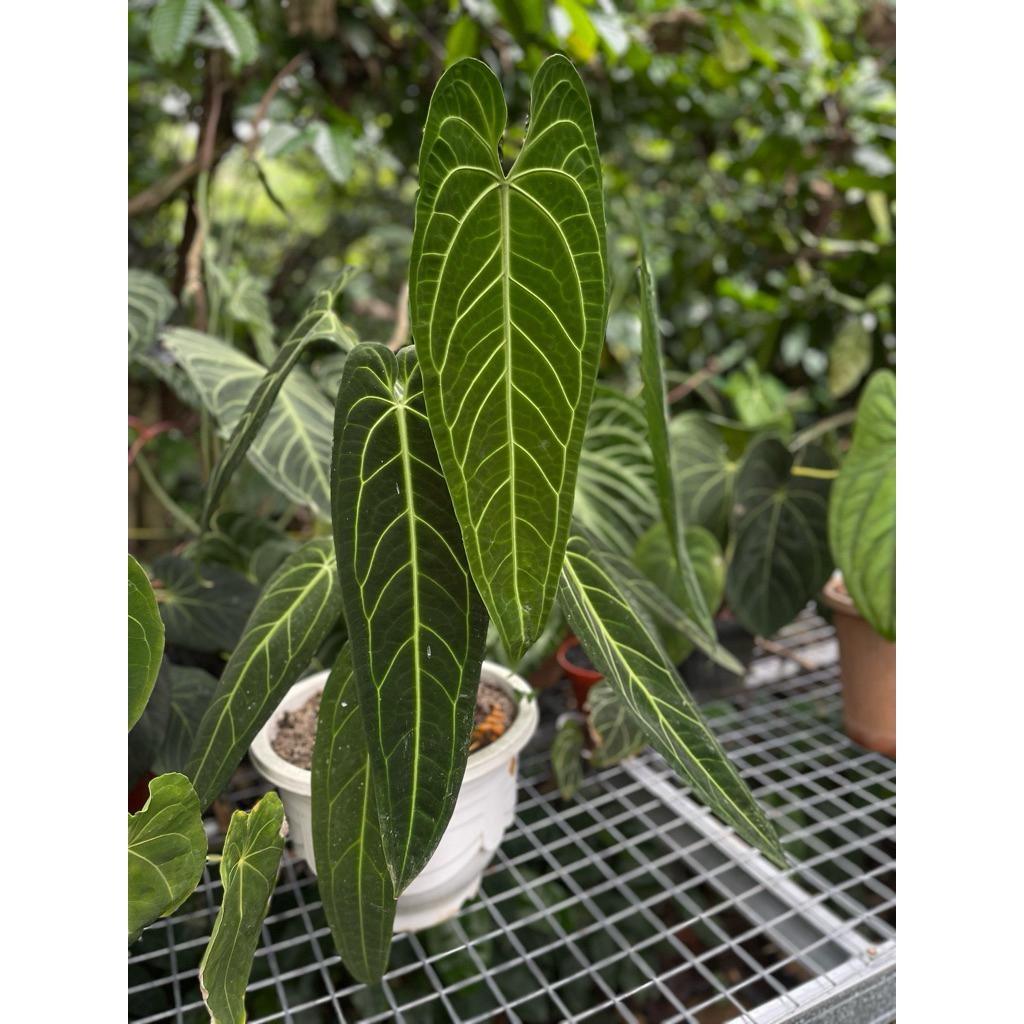 Anthurium Warocqueanum