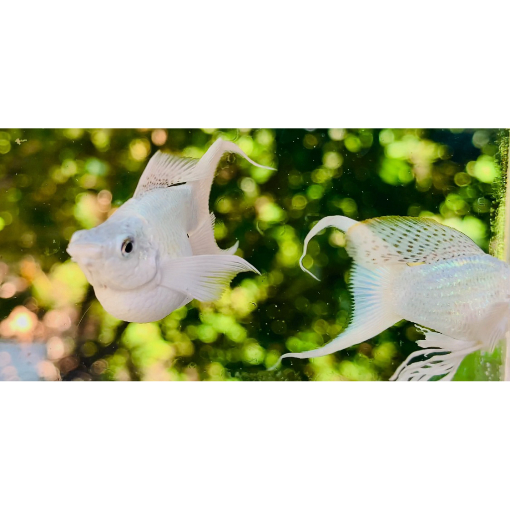 Molly Platinum balon rebond