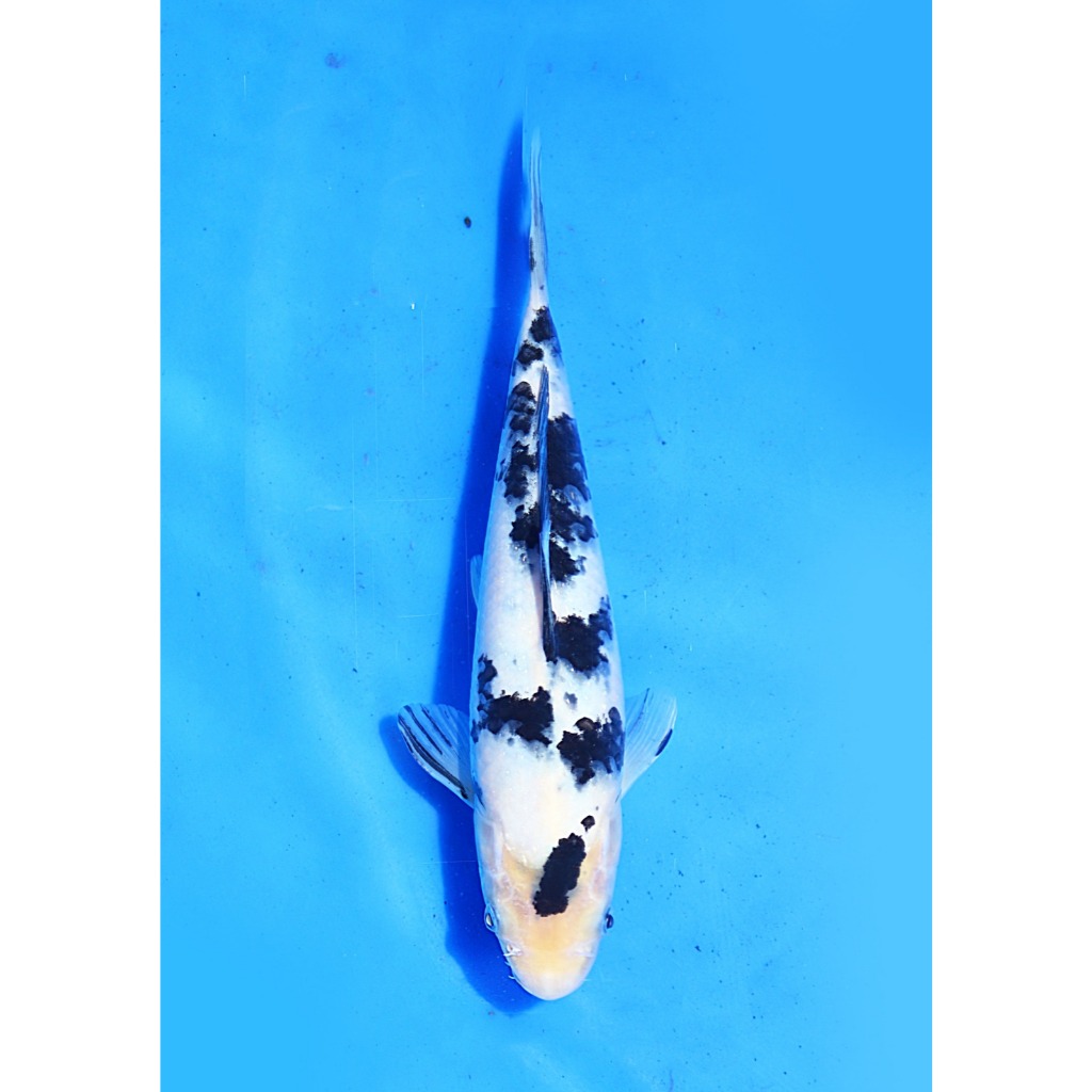 Koi Import Bekko Koi Hoshikin Koi Farm Size 25 cm