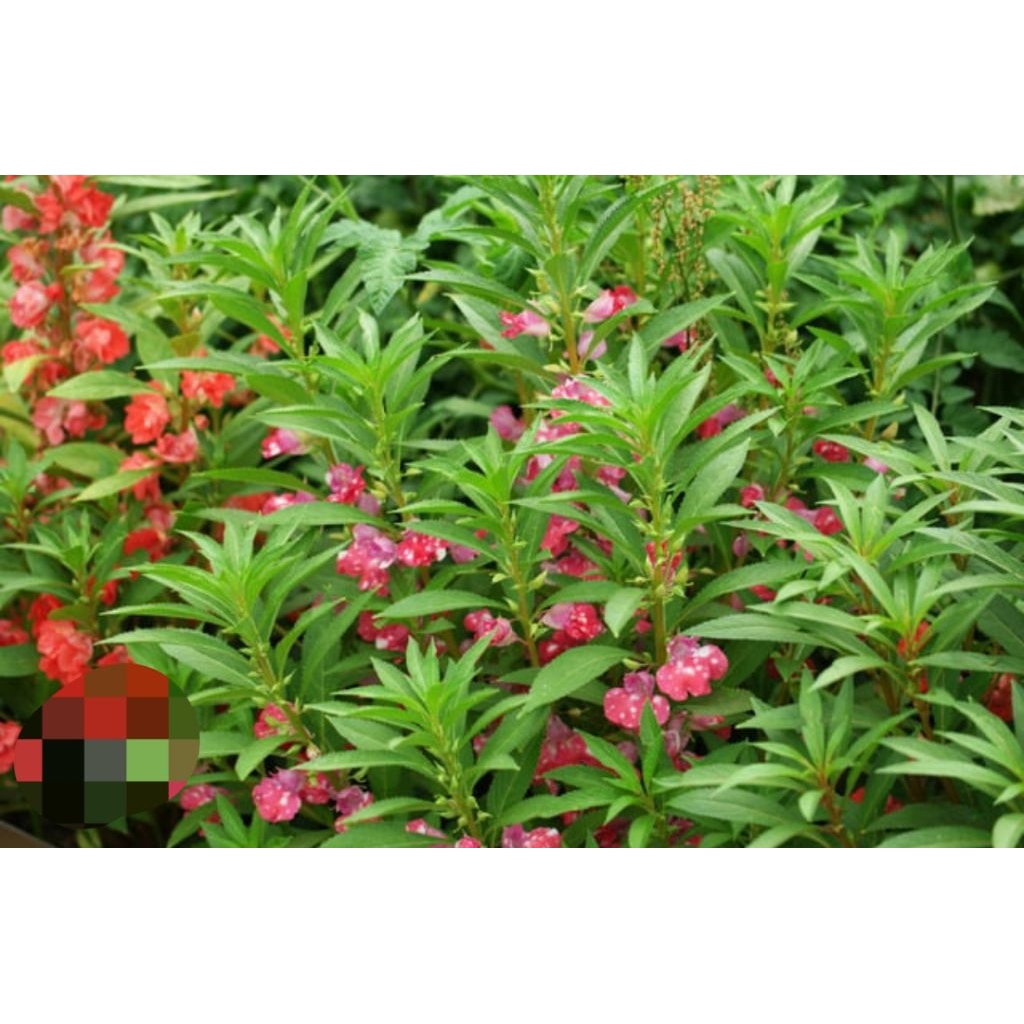 Daun pacar cina asli organik berat 100gr rempah asli nusantara