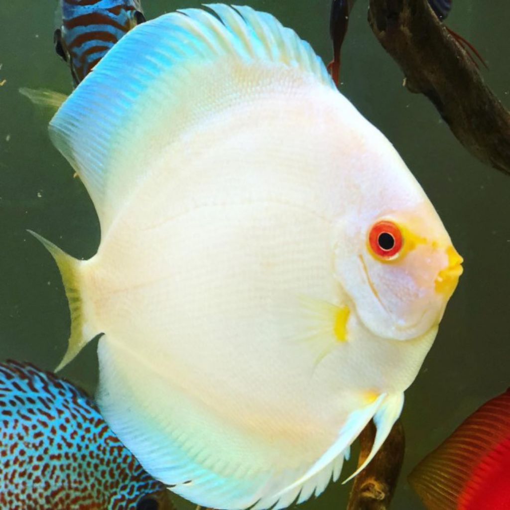 pembersih lantai white diamond albino mulai ukuran 2cm-2inch discus