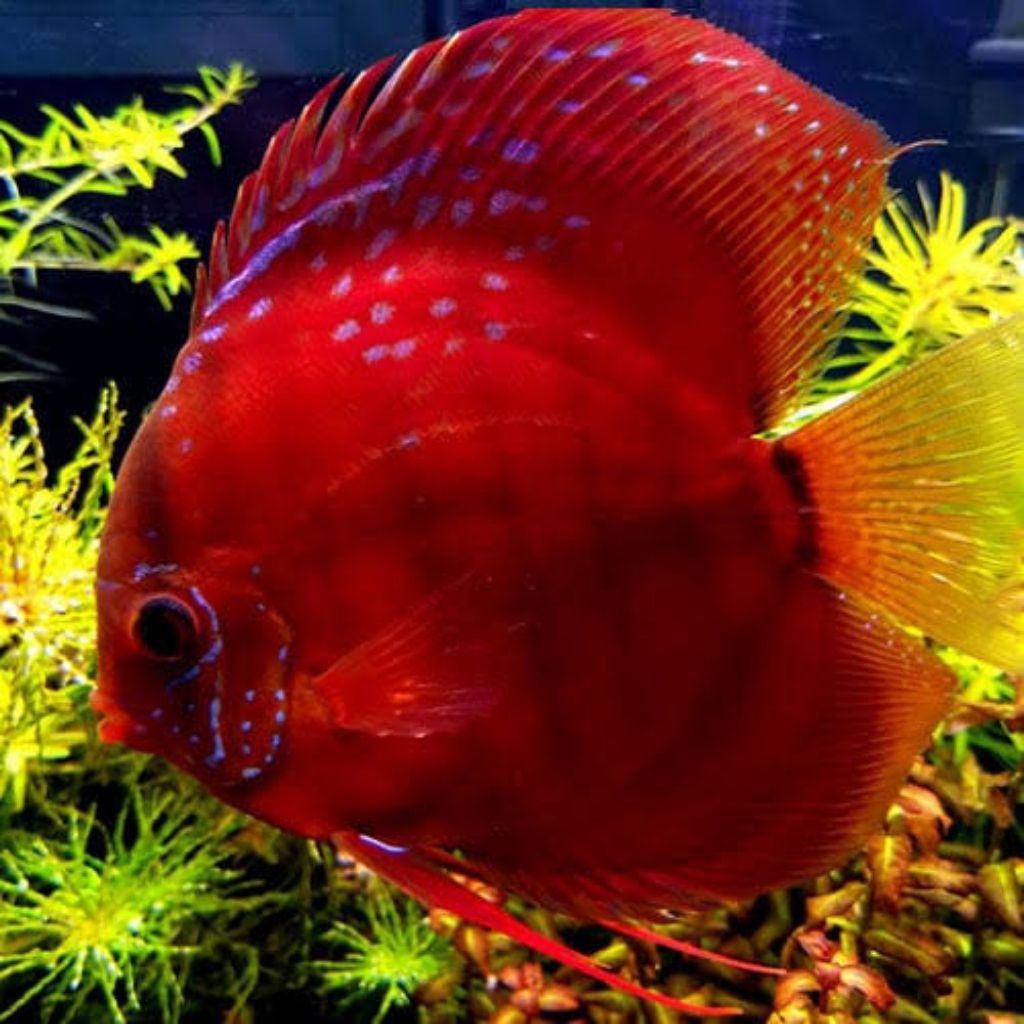 discus sun blueriem ninja mulai ukuran 2cm-2inch discus