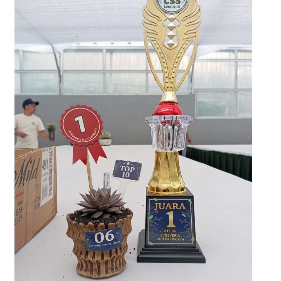 sukulen kaktus agave sanseviera