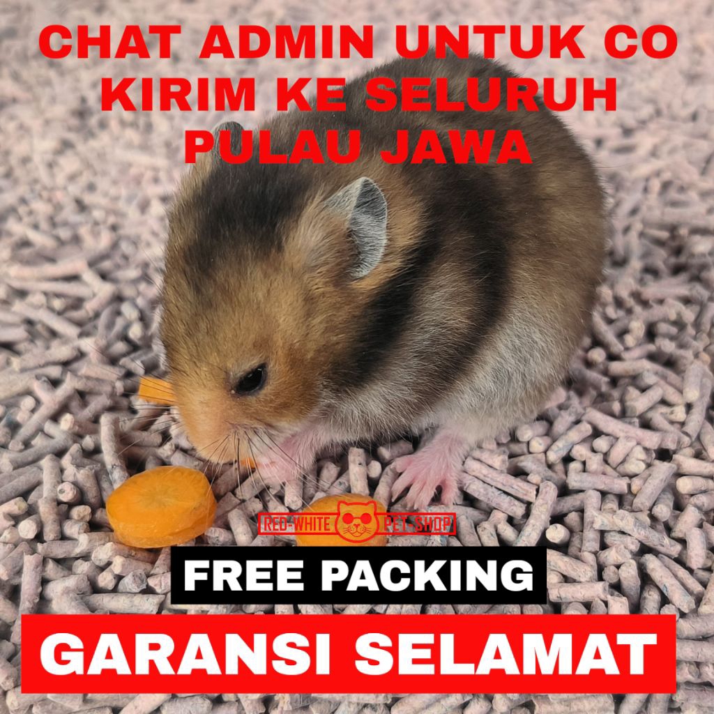 HAMSTER SYRIAN ANAKAN (GARANSI)