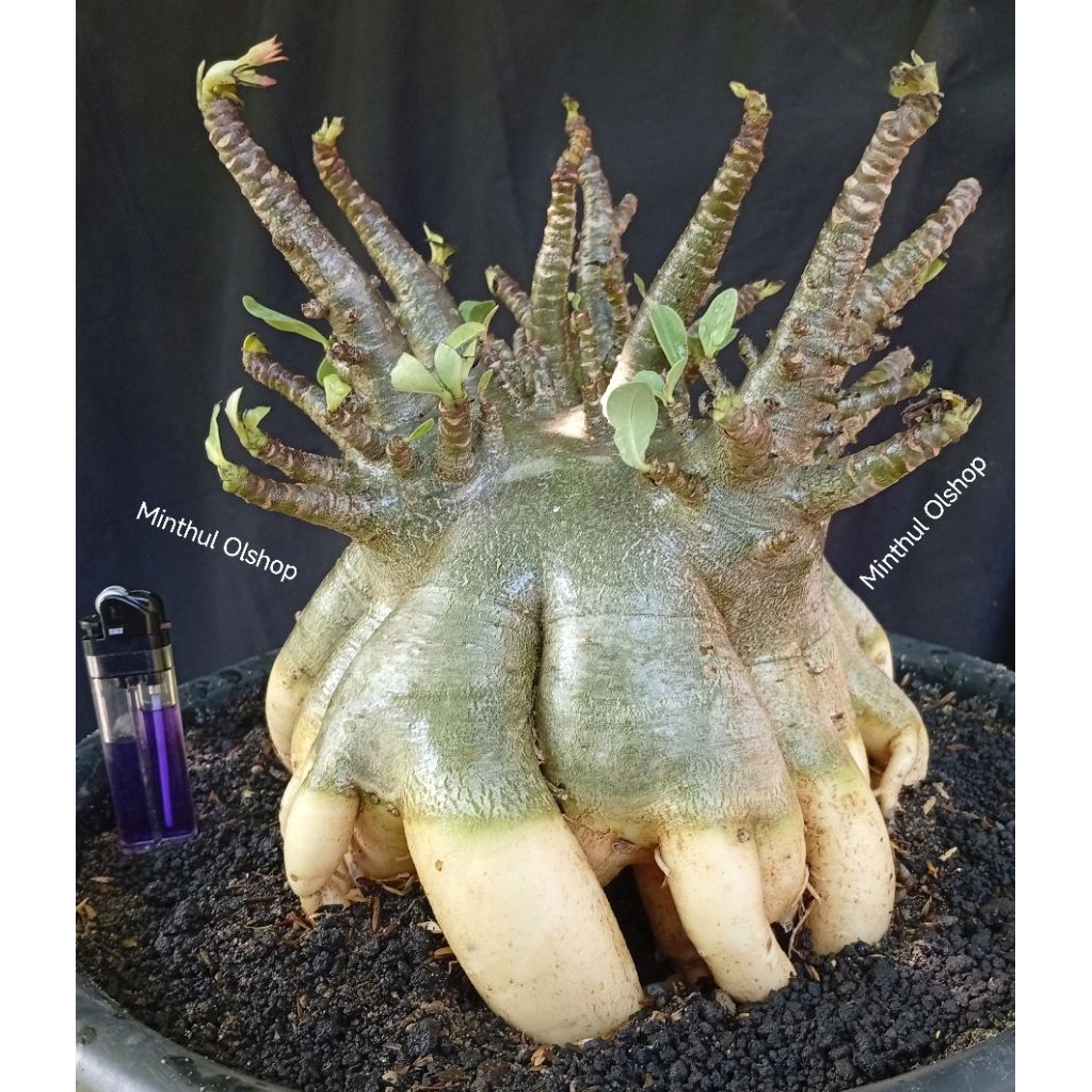 Adenium arabicum karakter hybrid prokar size jumbo real pict