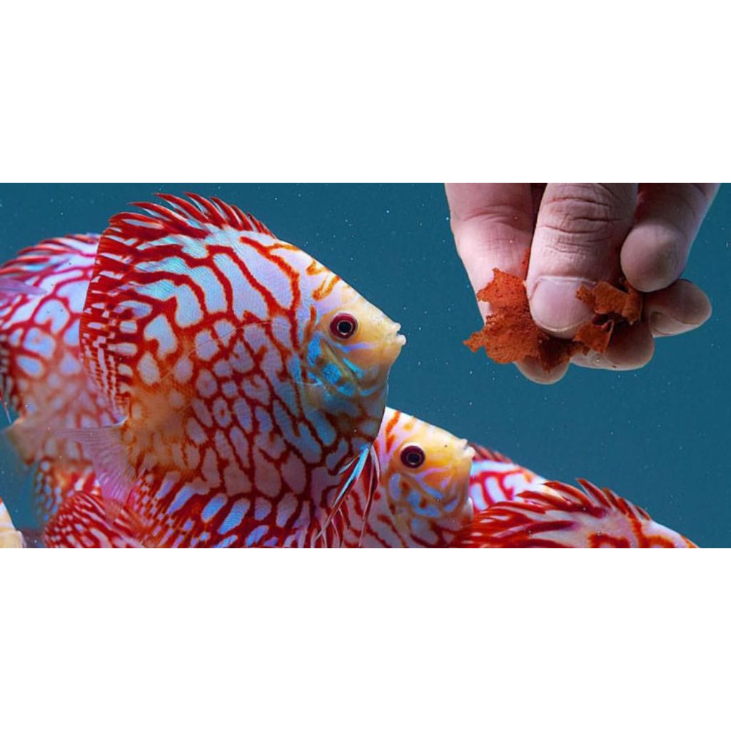 discus white pigeon checkerboard mulai ukuran 2cm-2inch discus