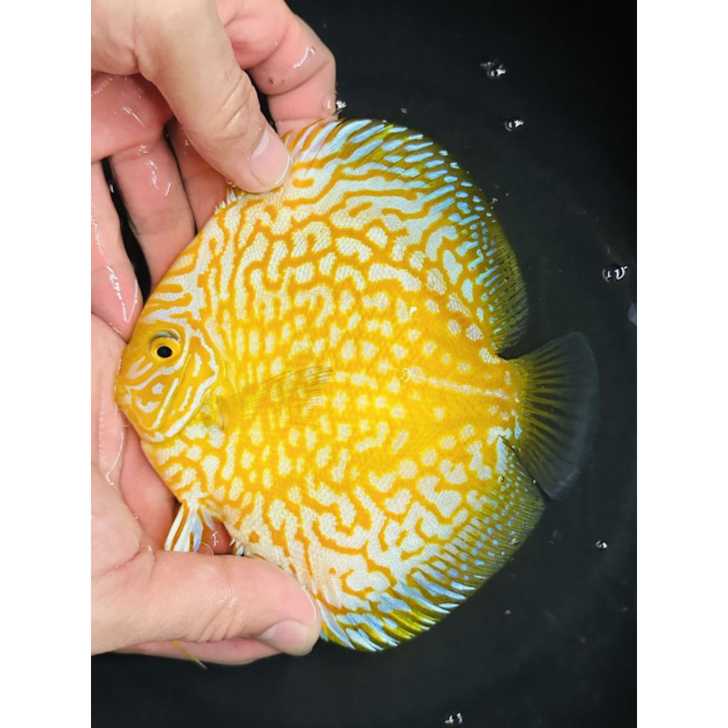 discus yellow pigeon checkerboard mulai ukuran 2cm-2inch discus