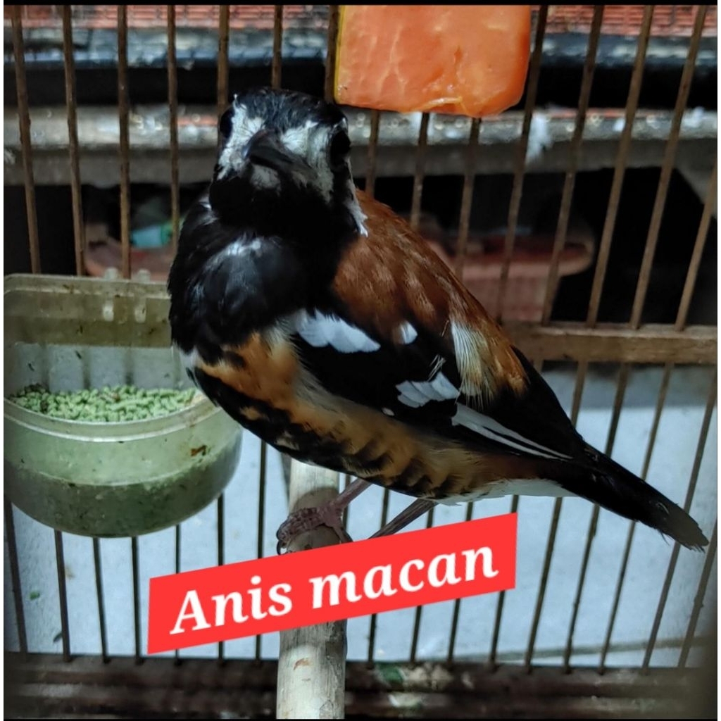 anis macan jantan