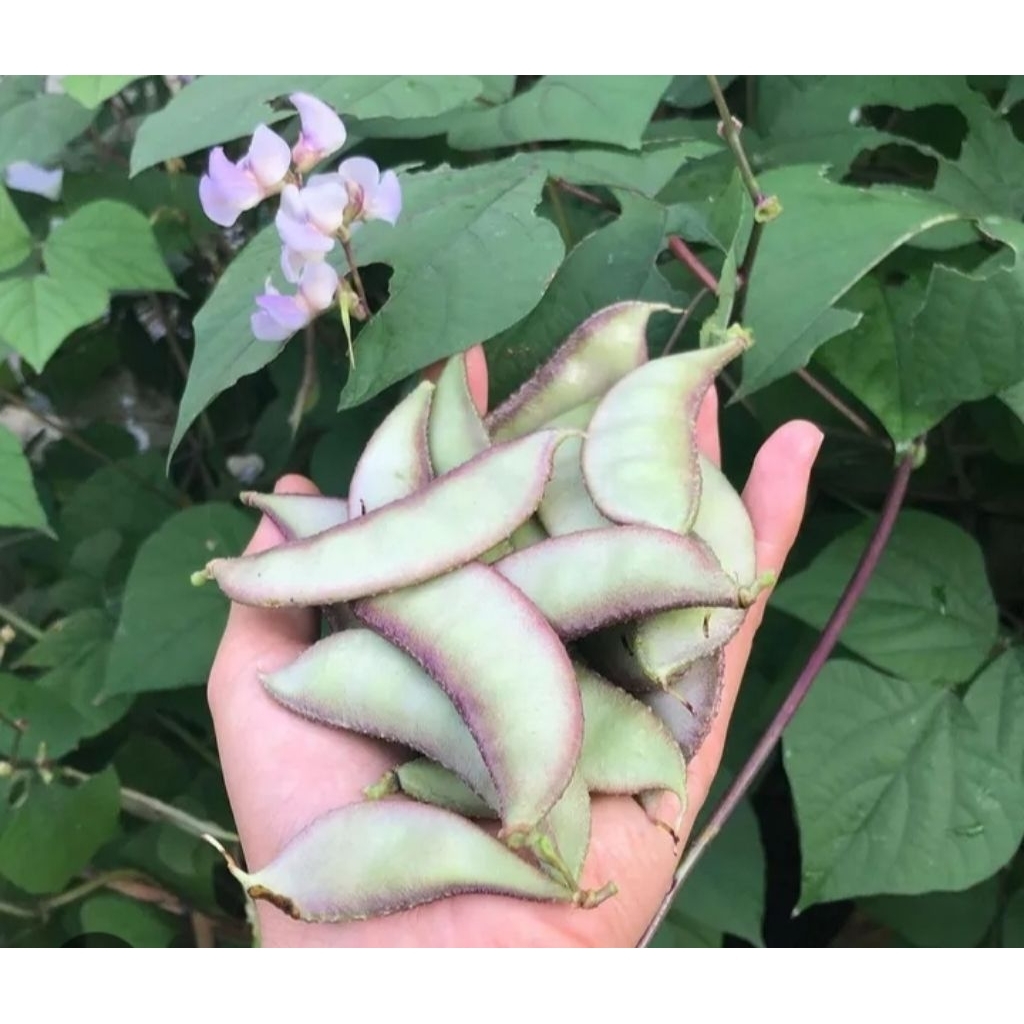 benih sayuran kacang koro komak