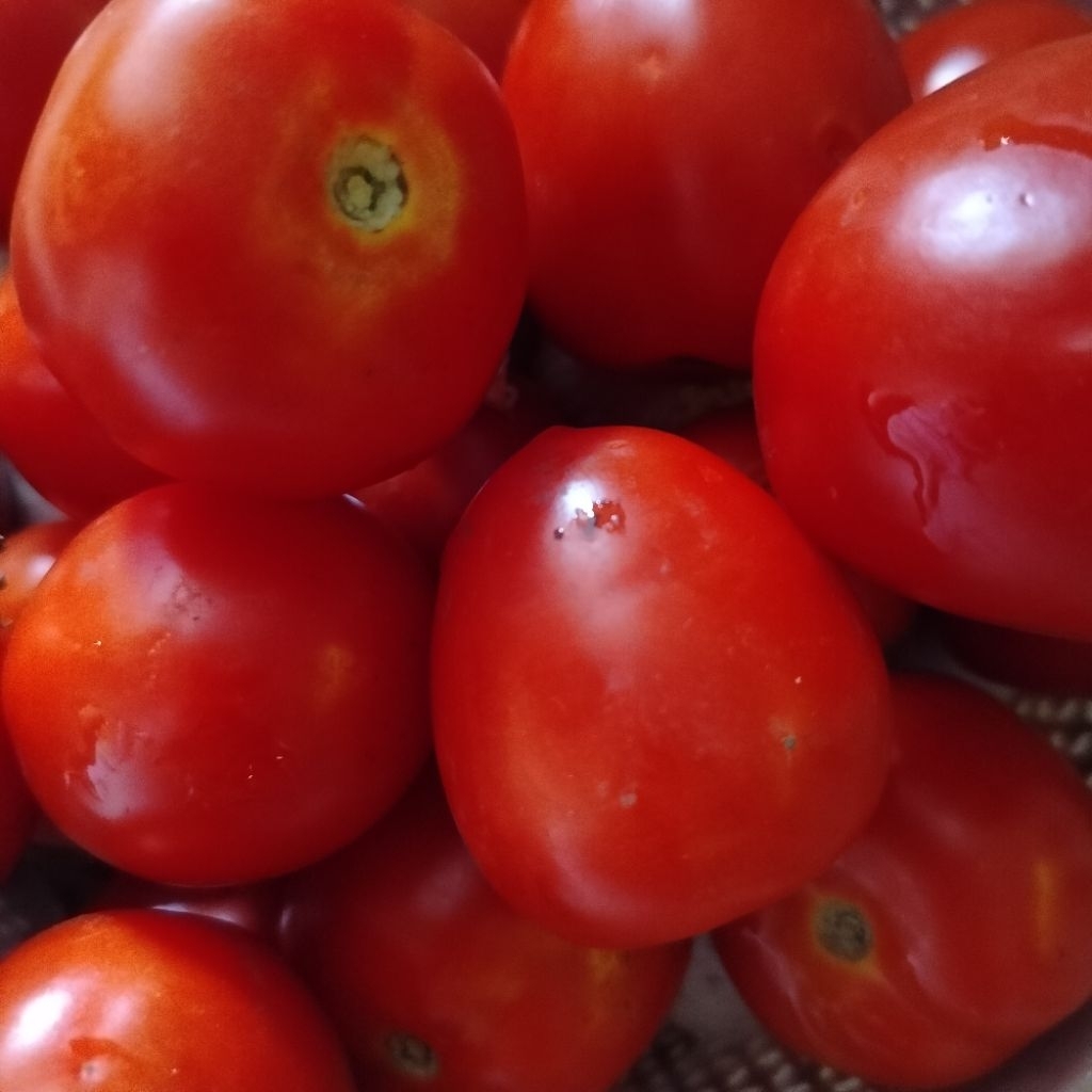 TOMAT/TOMAT BUAH/TOMAT SAYUR/TOMAT SEGAR