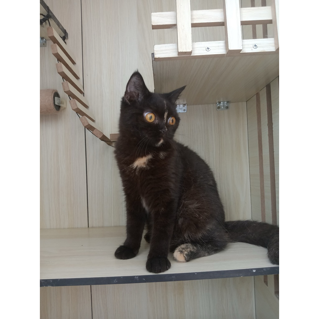 scottish straight jantan