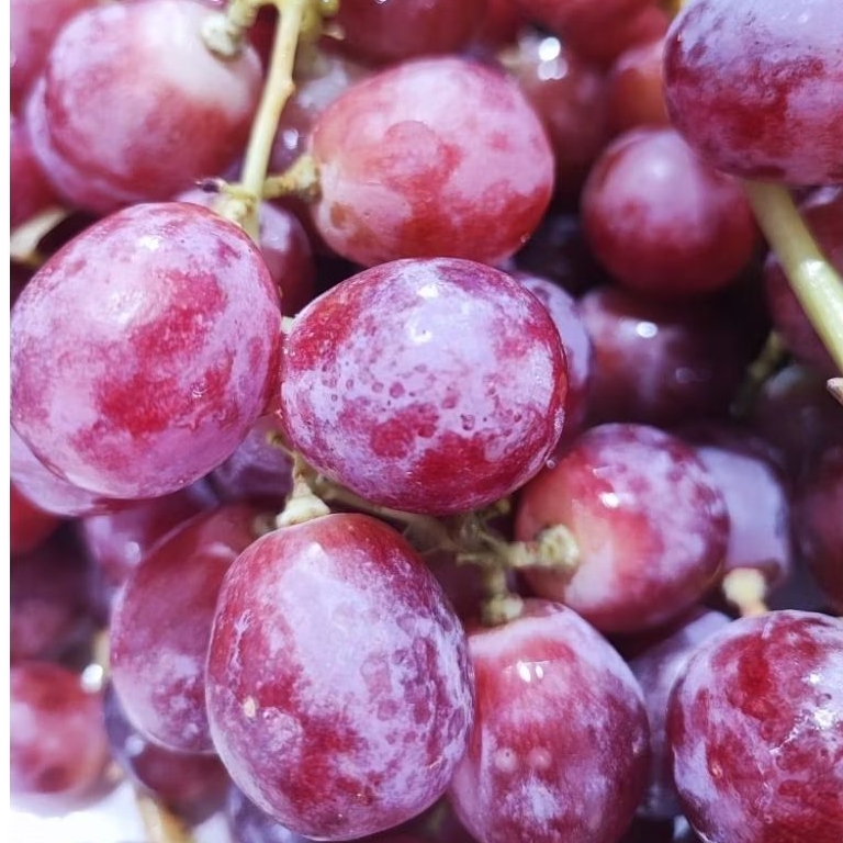 Buah Anggur Merah import| Red Globe| Manis