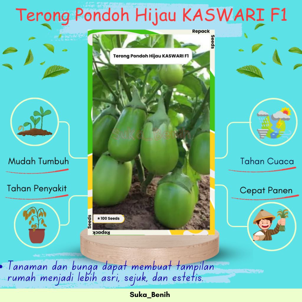 Benih / Bibit Terong Pondoh Hijau KASWARI F1 – Isi 40 & 100 Biji | Buah Jumbo, Produktif, Cepat Pane