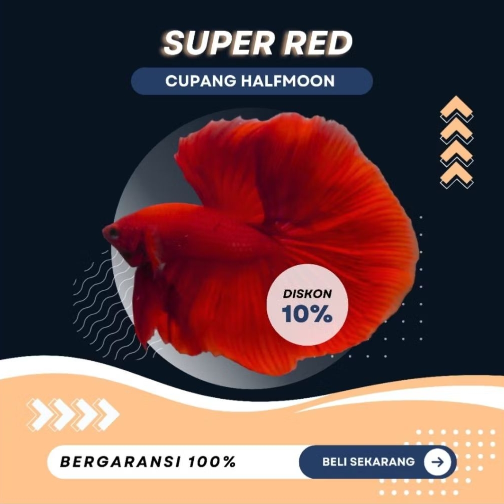 [HM] Cupang Halfmoon Super Red | IKAN HIAS | MURAH | TOP GRADE | LUCU | SIZE M+