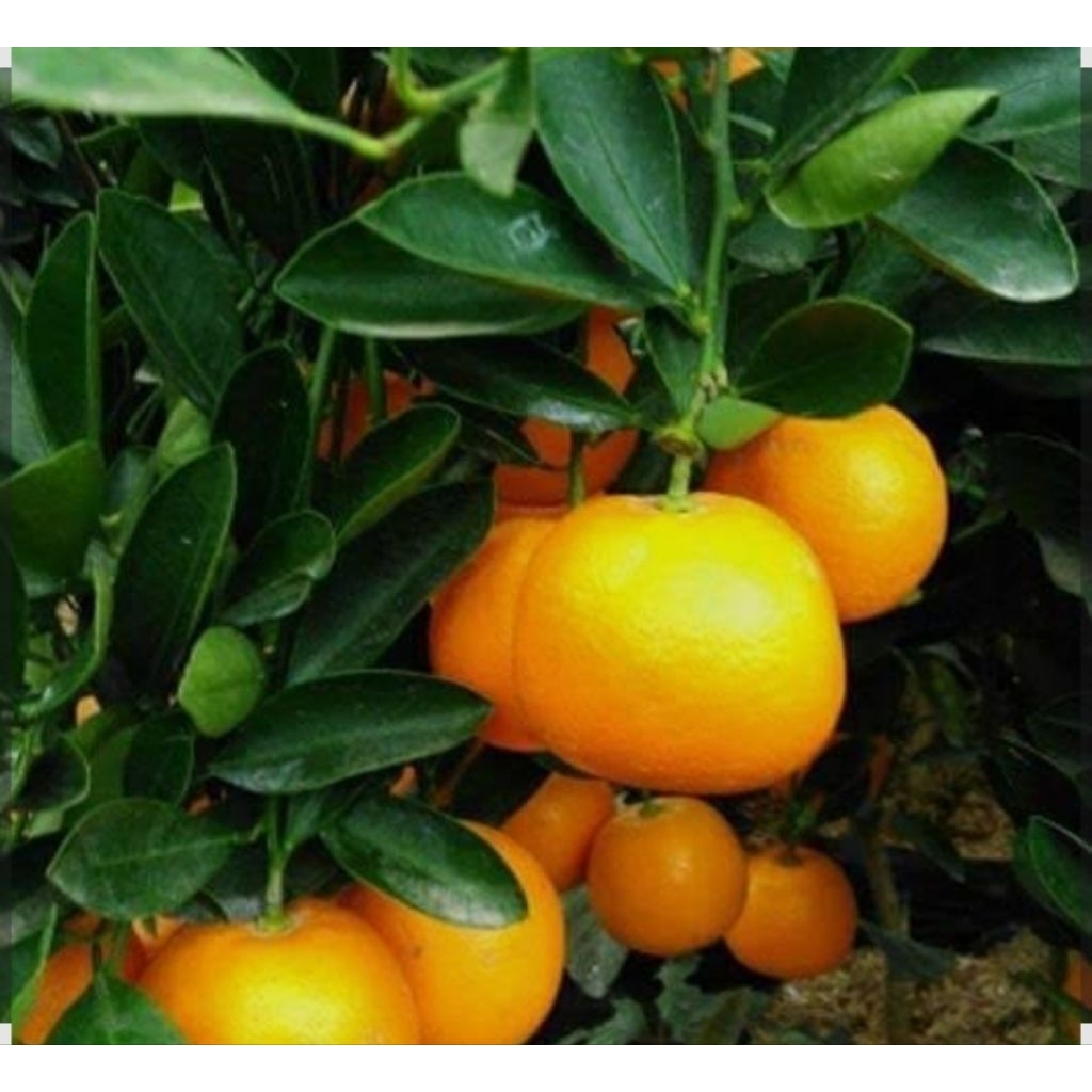 bibit tanaman buah jeruk sunkist