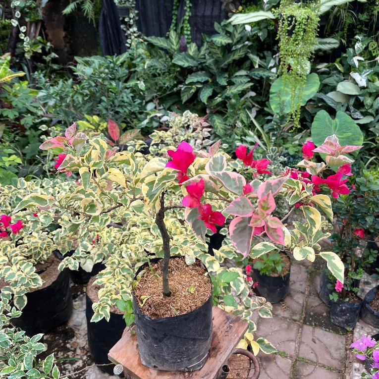 Bugenville Merah Fanta Varigata ukuran Dewasa - Bougenville Varigata Merah Fanta Besar - Tanaman Hia