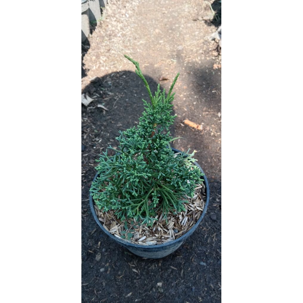 Cemara Kishu/ Sargenti Ping Pong