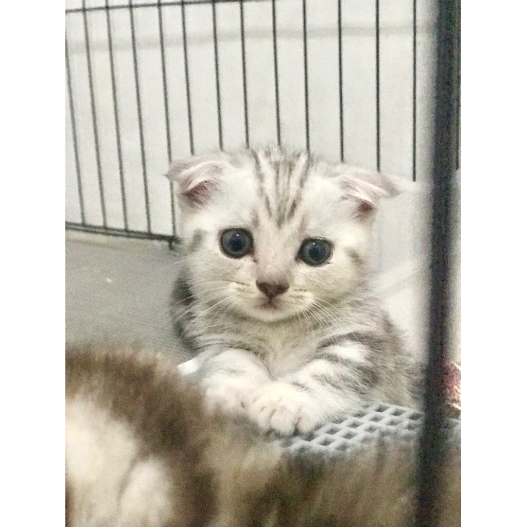 BSH GAELIC SILVER TABBY