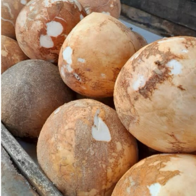 KELAPA Utuh 1 BUTIR Fresh / Santan Fresh/ Kelapa Parut / Kelapa Muda Kelapa Tua/Santan Segar/Santan 