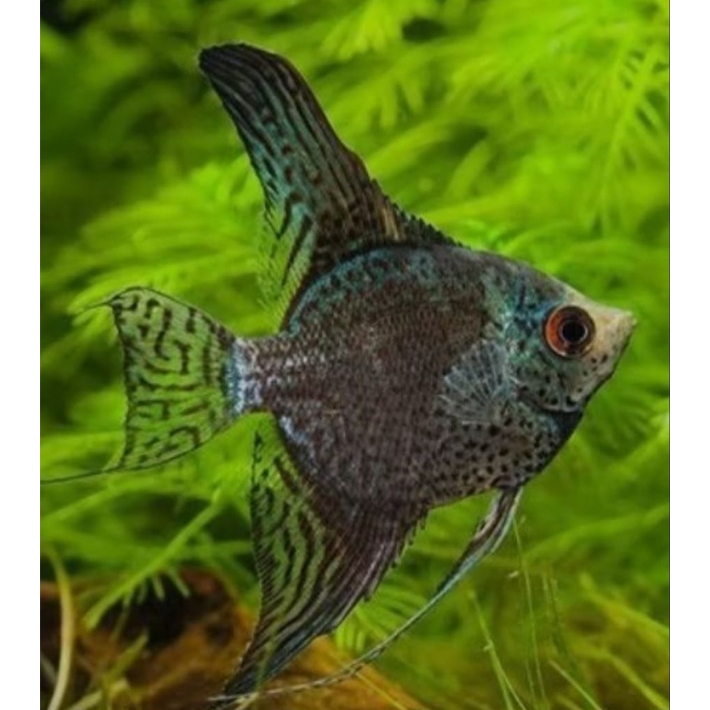 TERLARIS manfish smokey leopard ikan layang layang air tawar aquascape