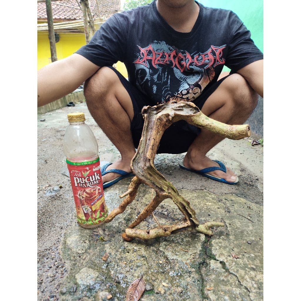 bahan dongkelan wahong gunung unik korowakan