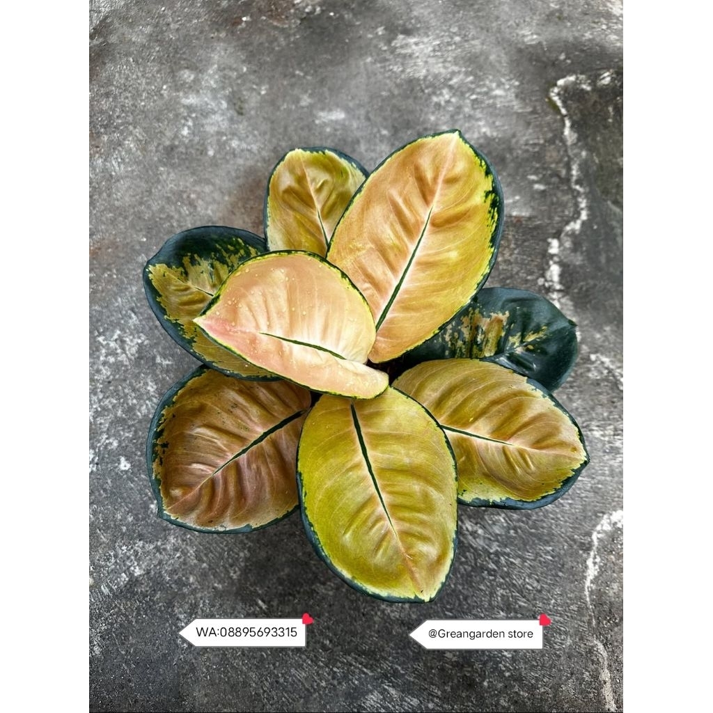 Ready Tanaman Hias Aglonema/Tanaman Aglonema monalisa starbuck