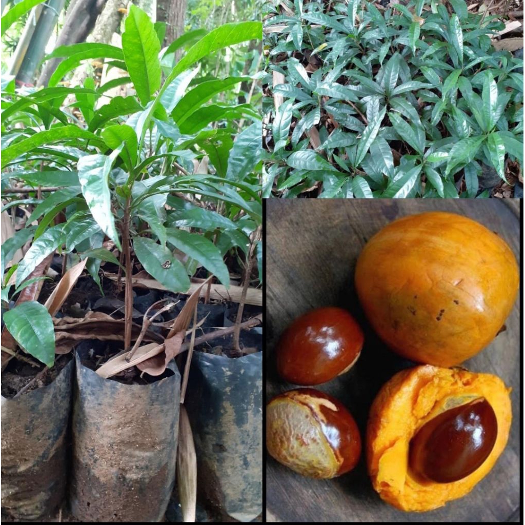 Bibit Pohon Alkesa - Pohon Cangkole - Sawo Mentega - Tanaman Sawo Mentega (Alkesa)