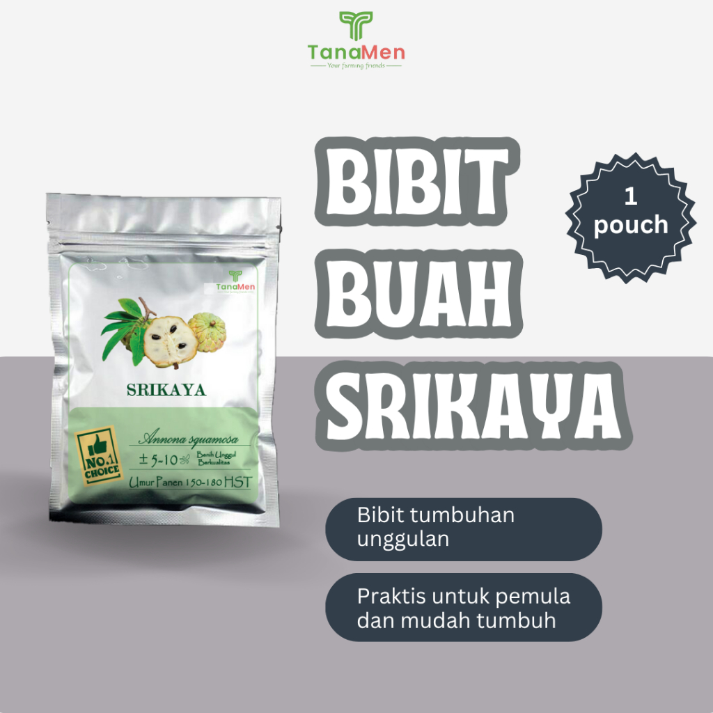 Tanamen Bibit Buah Srikaya - Bibit Unggul Berkualitas Buah Srikaya