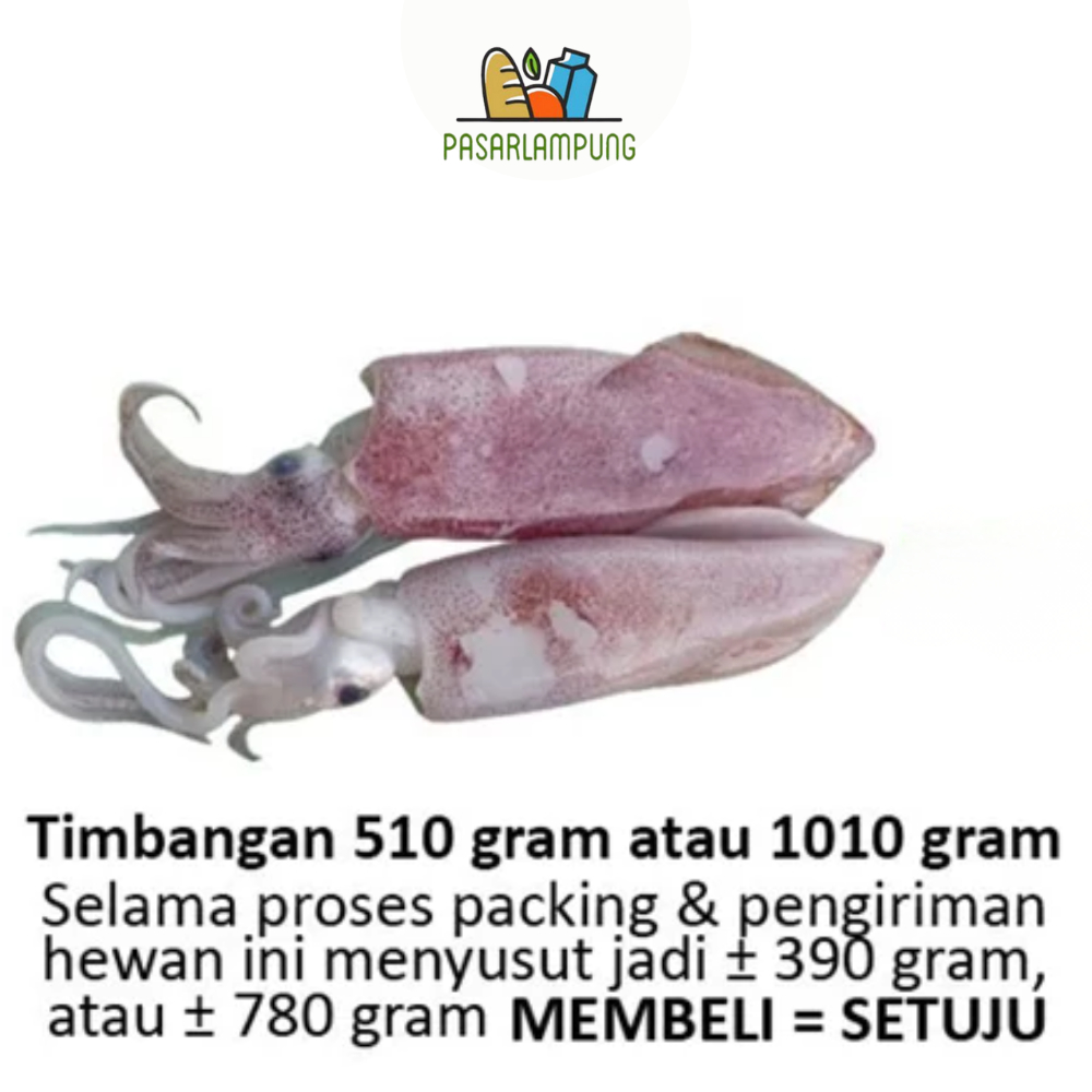 Cumi Cumi Segar Pasar Lampung