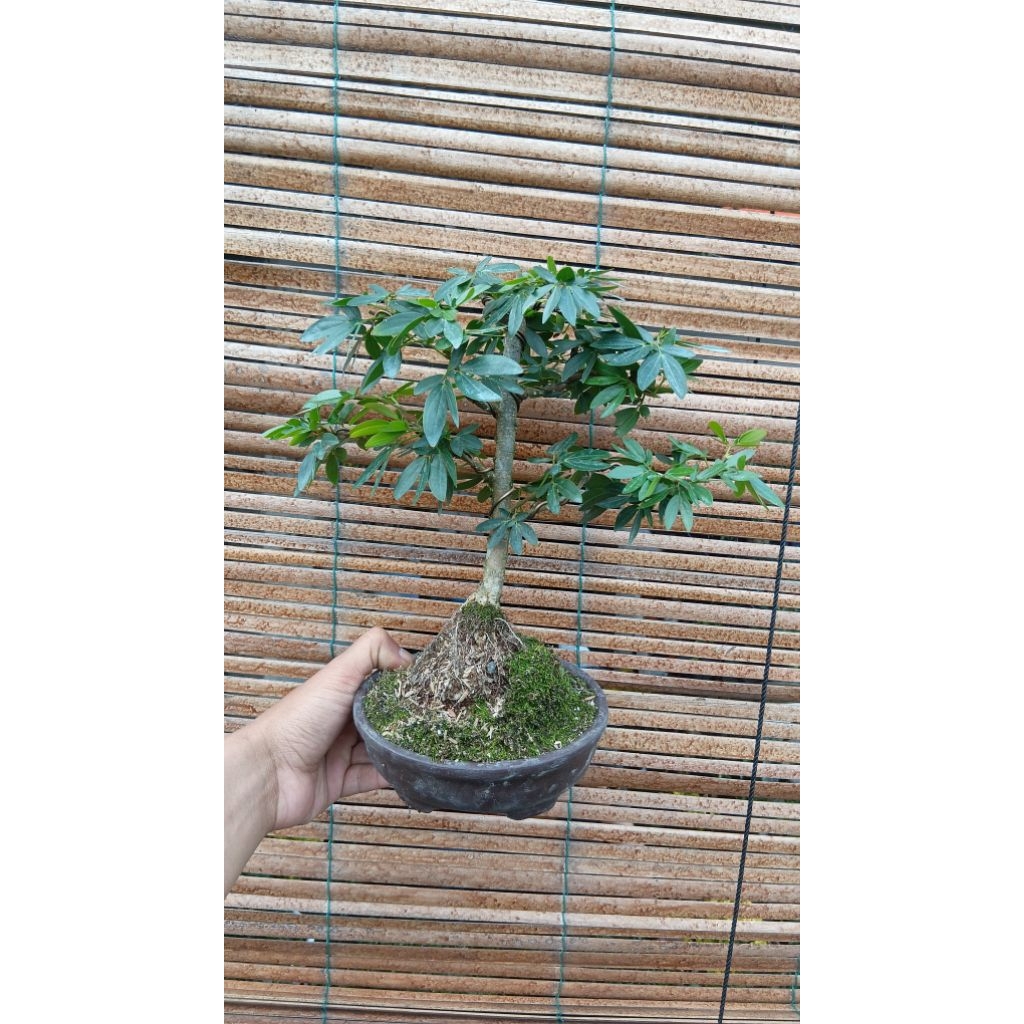 BONSAI KALIANDRA SURINAMENSIS BUNGA FINO TINGGAL PAJANG