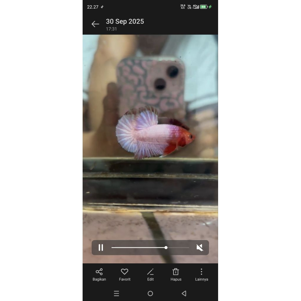 AKSESORIS CUPANG FANCY/WHITE SCALE