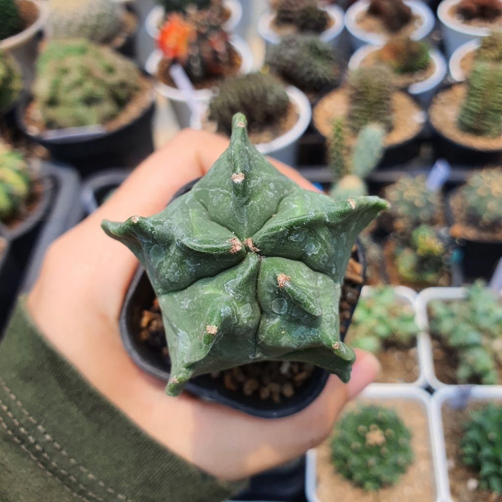Astrophytum myriostigma kikko