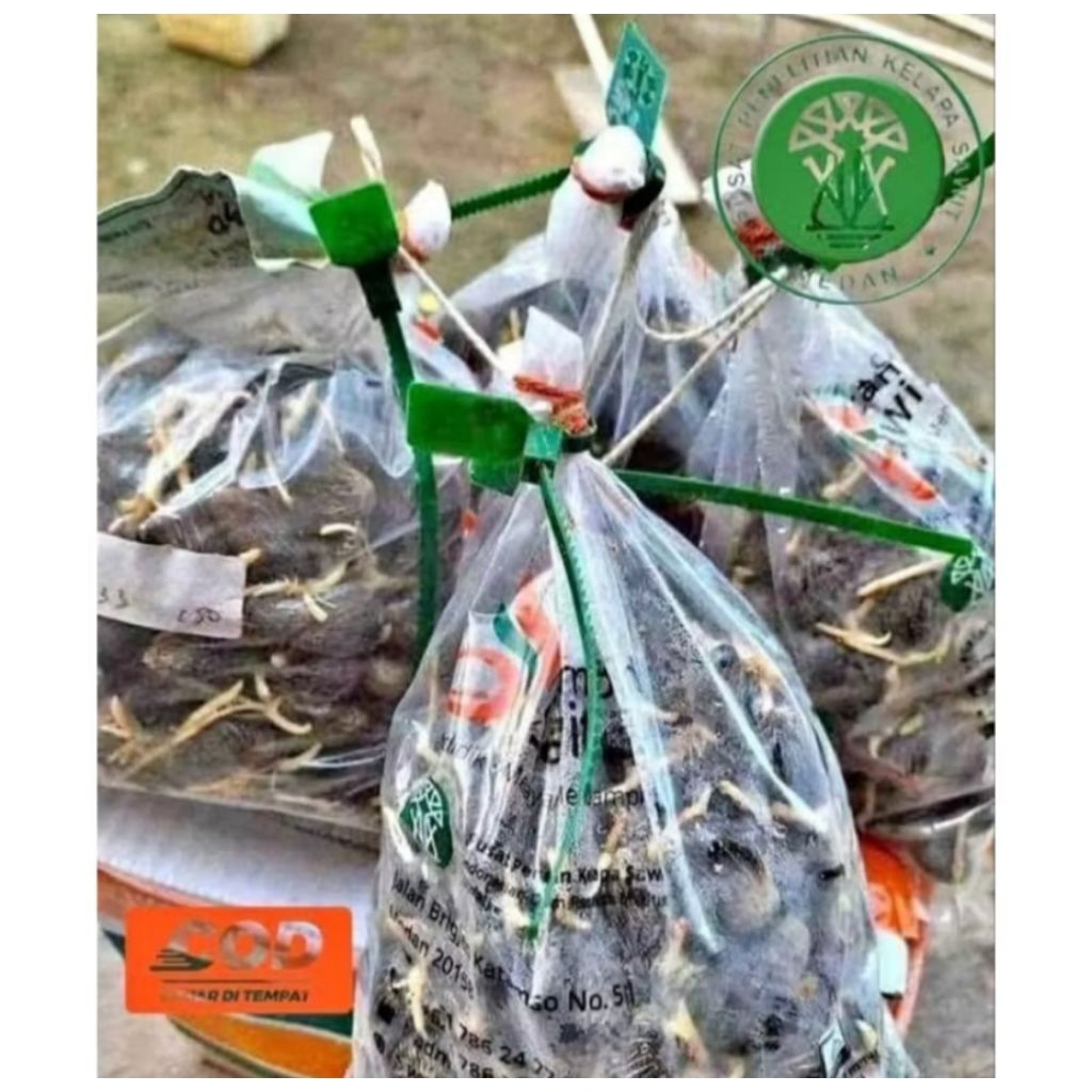 Benih Sawit Unggul PPKS YANGAMBI pelepah panjang