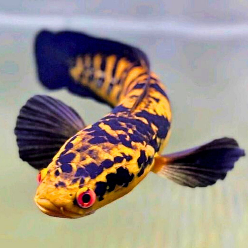 (Maru Ys) Maru Yellow Sentarum/Maru Ys Batik