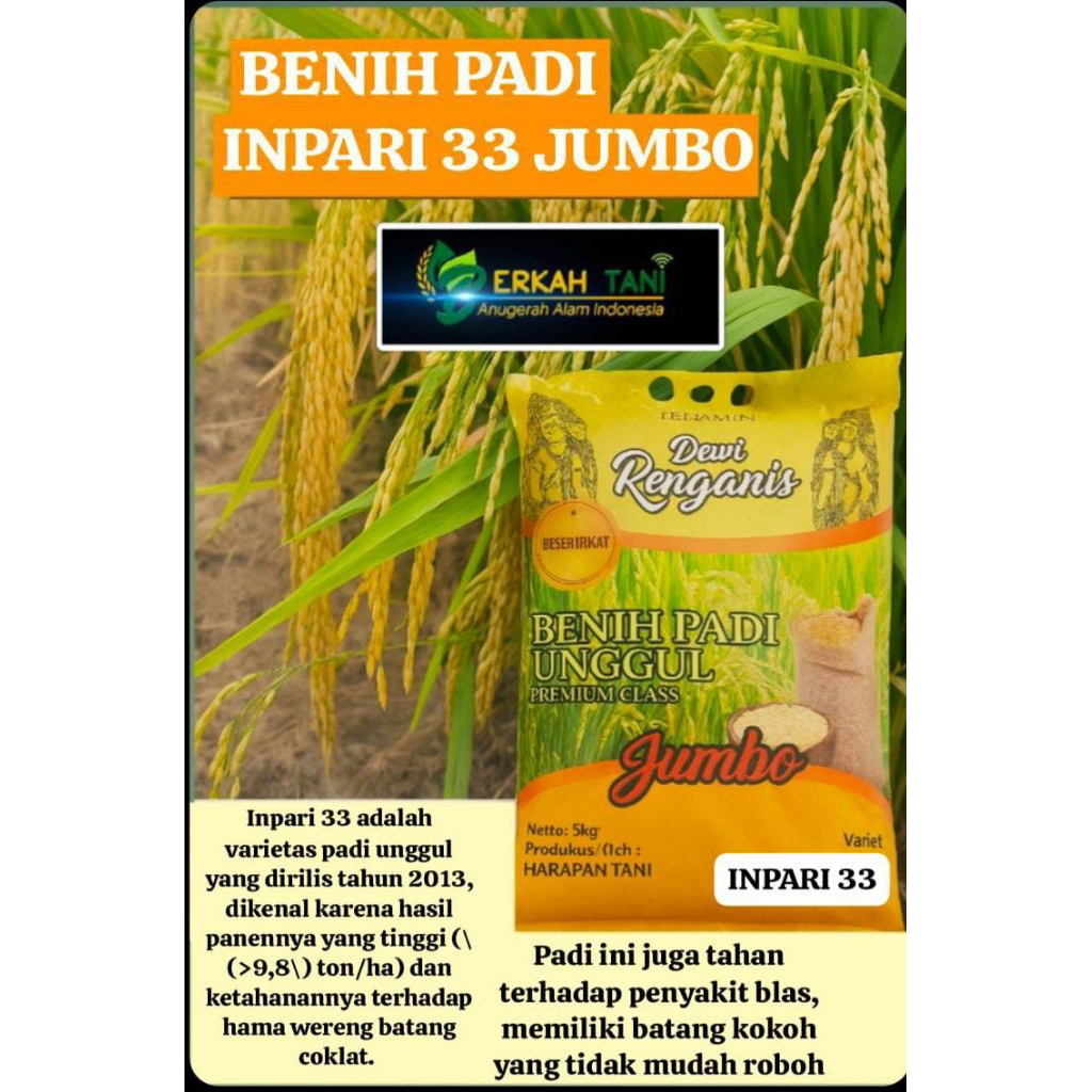 BENIH PADI INPARI 33 JUMBO