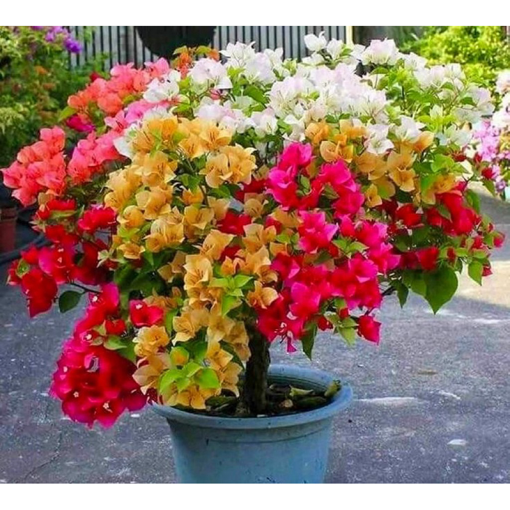 Tanaman Hias Bougenville 3-5 Warna Cantik Rimbun Sudah berbunga