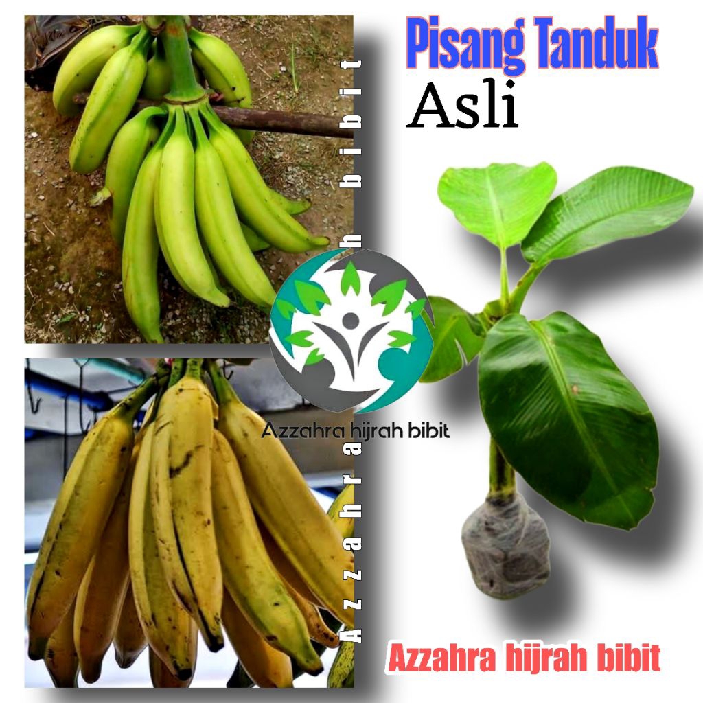 BIBIT PISANG TANDUK ASLI/POHON PISANG TANDUK/TANAMAN PISANG TANDUK JAMINAN ASLI