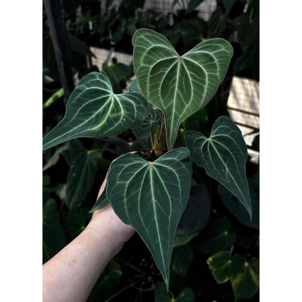 Anthurium King Clarinervium Baby - Tanaman Hias Kuping Gajah Clarinervium