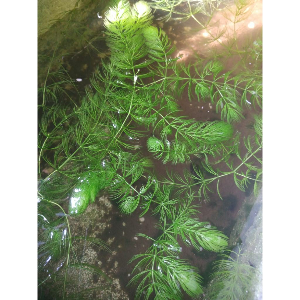 tanaman air ekor tupai