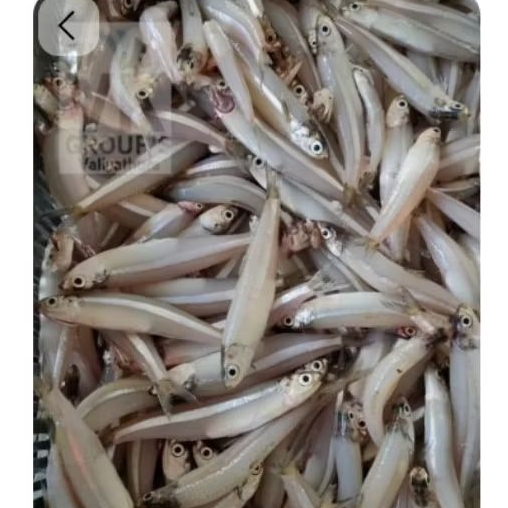 Teri basah.Ikan teri basah. ikan teri basah segar.ikan laut segar.ikan laut